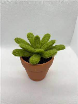 Succulent Needle Felting